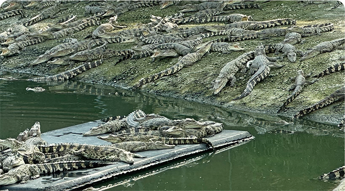 嵘鳄基地全景